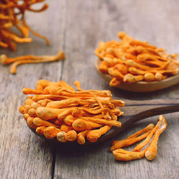 Cordyceps