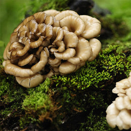 Maitake