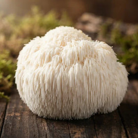 Lion's Mane