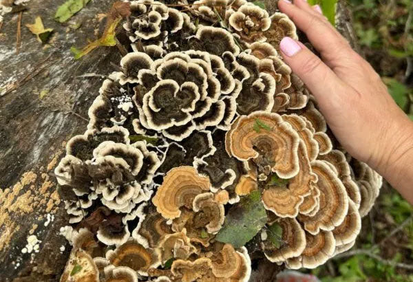 Top Health Benefits of Functional Mushrooms