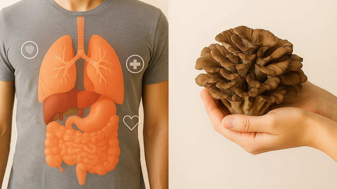 Close-up of fresh Maitake mushroom cluster known as the dancing mushroom with health benefits