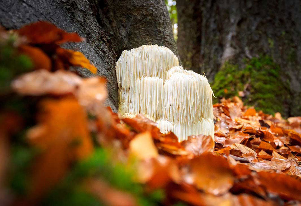 Cognitive Function Support