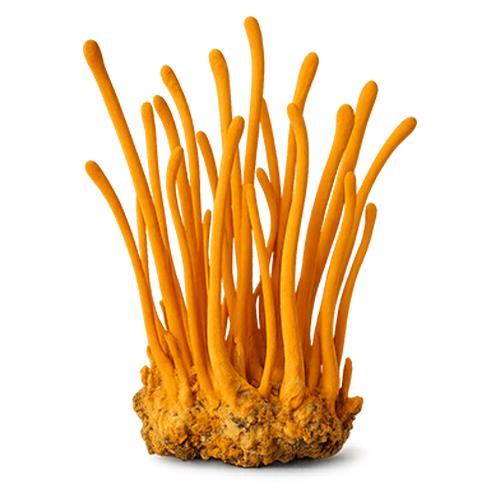 Cordyceps