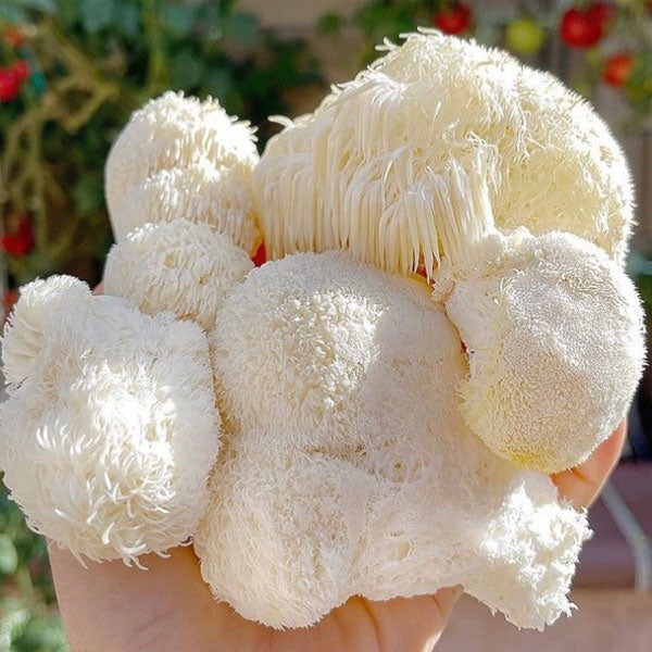 Lion's Mane