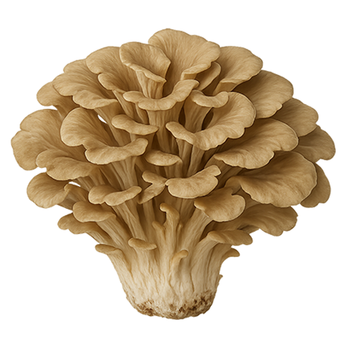 Maitake