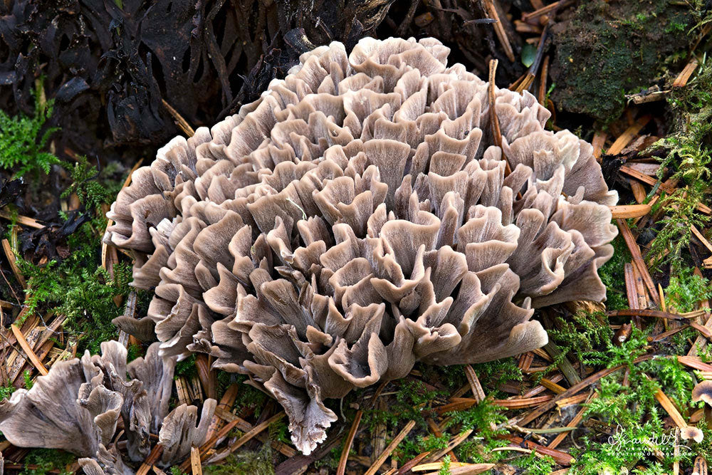 Maitake