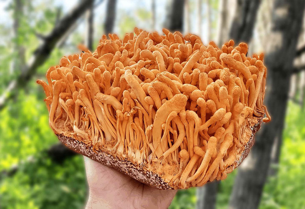 Natural Energy Support