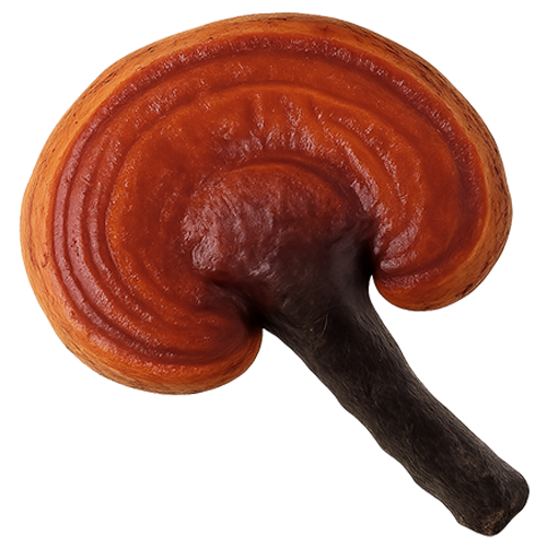Reishi