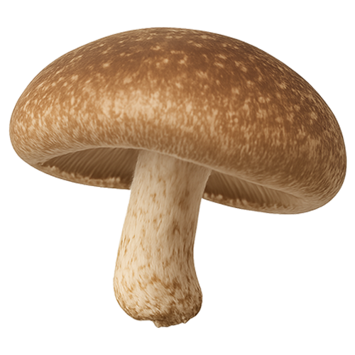 Shiitake