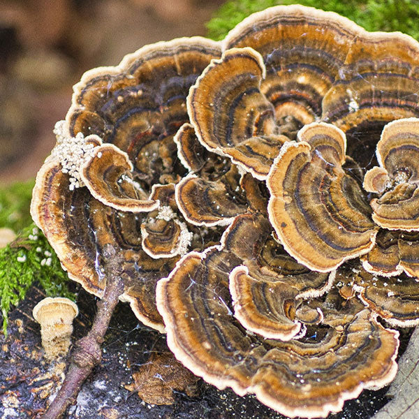Turkey Tail