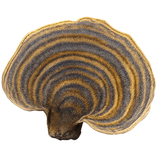 Turkey Tail