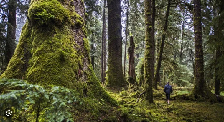 British Columbia interior forest with moss-covered trees