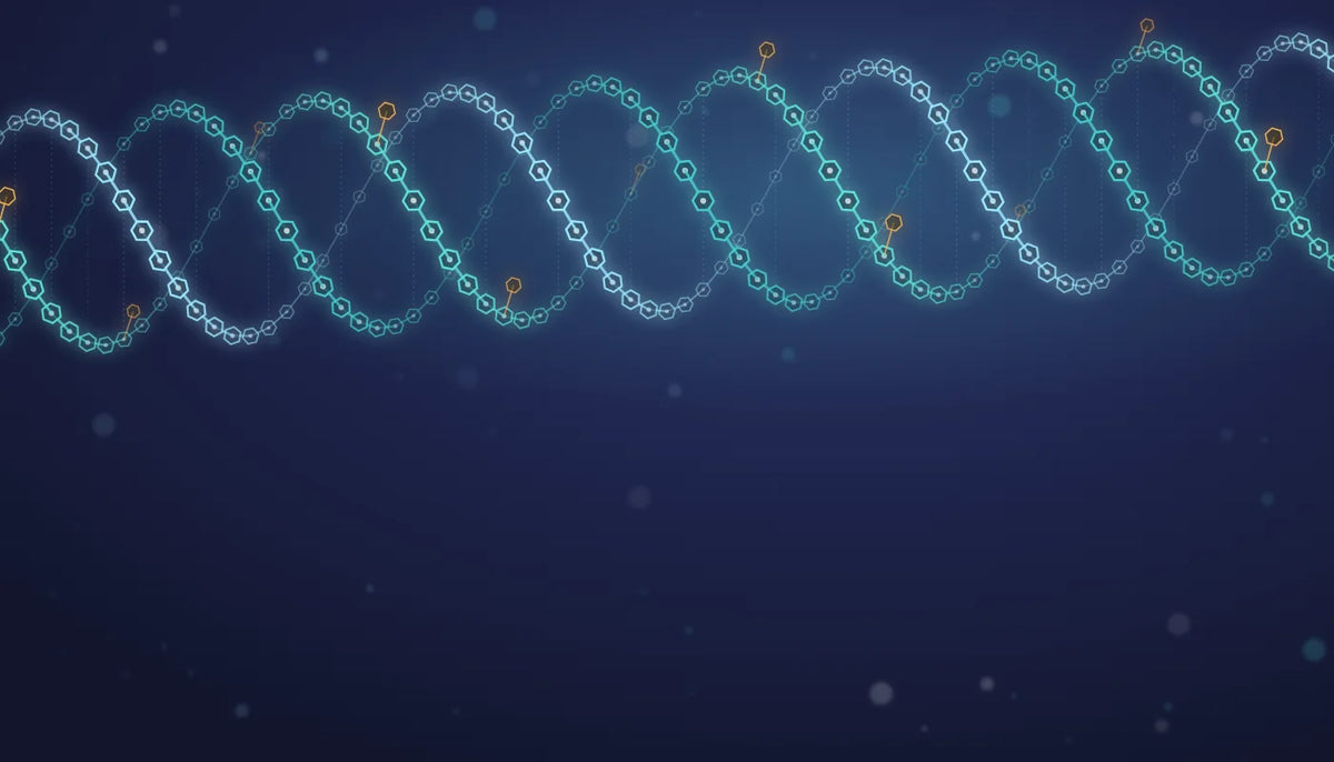 Illustration of a mushroom beta-glucan helix: chains of glucose rings with 1,3/1,6 side branches